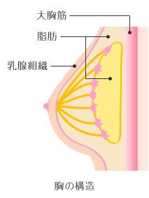 胸の構造